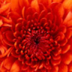 Meet your Posher, Lia